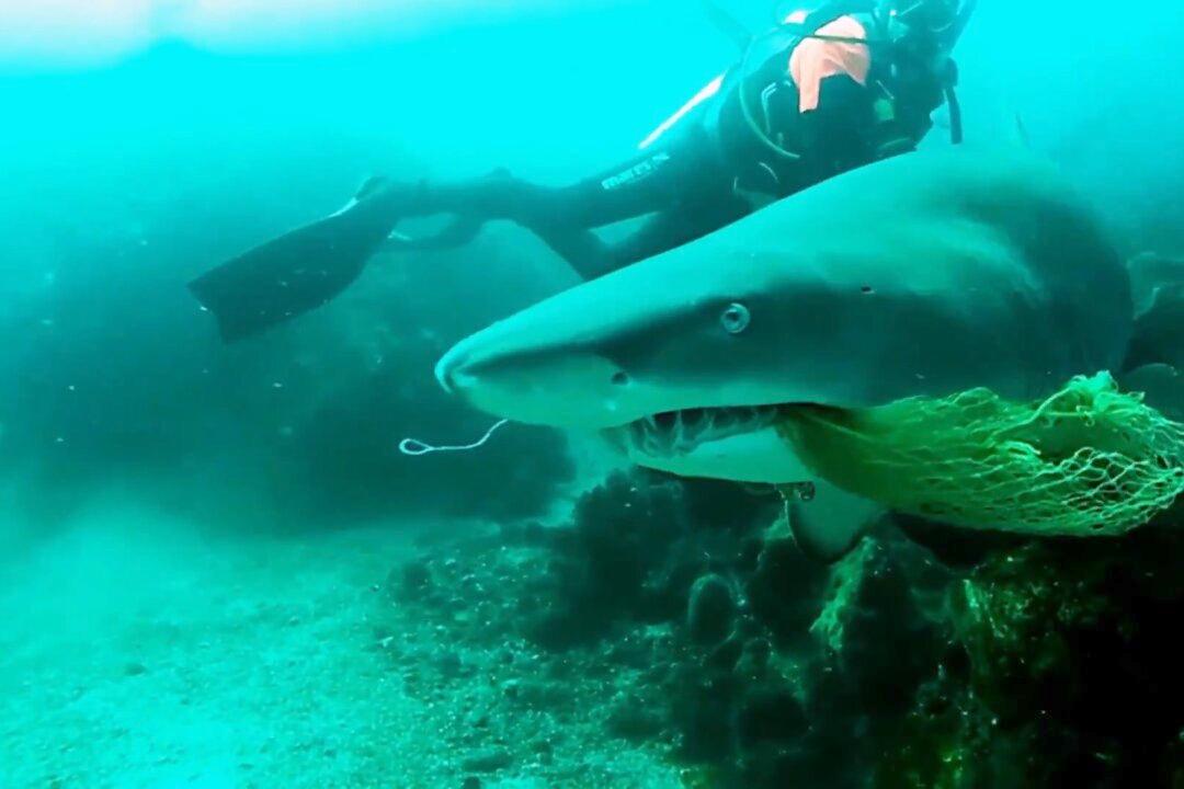 Husband Films Wife Being Bitten by a Shark During Honeymoon