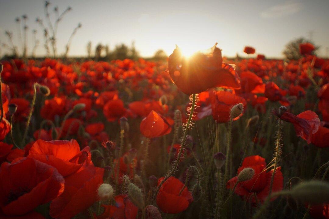 Emulating China’s Red Army, Communist Party of Burma Supports Its Military Through Opium Production