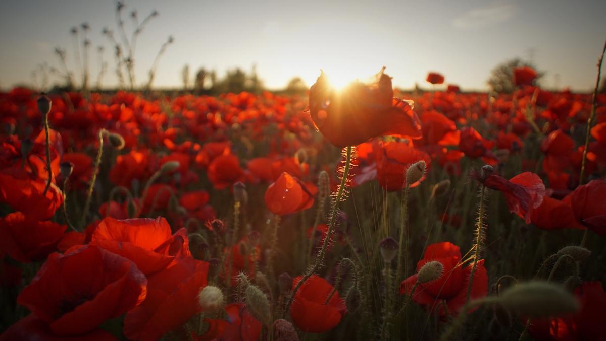 Emulating China’s Red Army, Communist Party of Burma Supports Its Military Through Opium Production