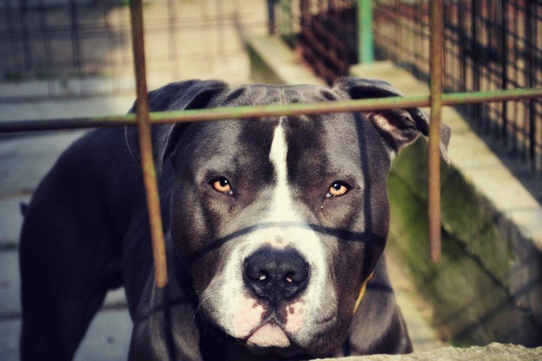 9-Year-Old Detroit Girl Fatally Mauled by 3 Dogs, Owner Arrested