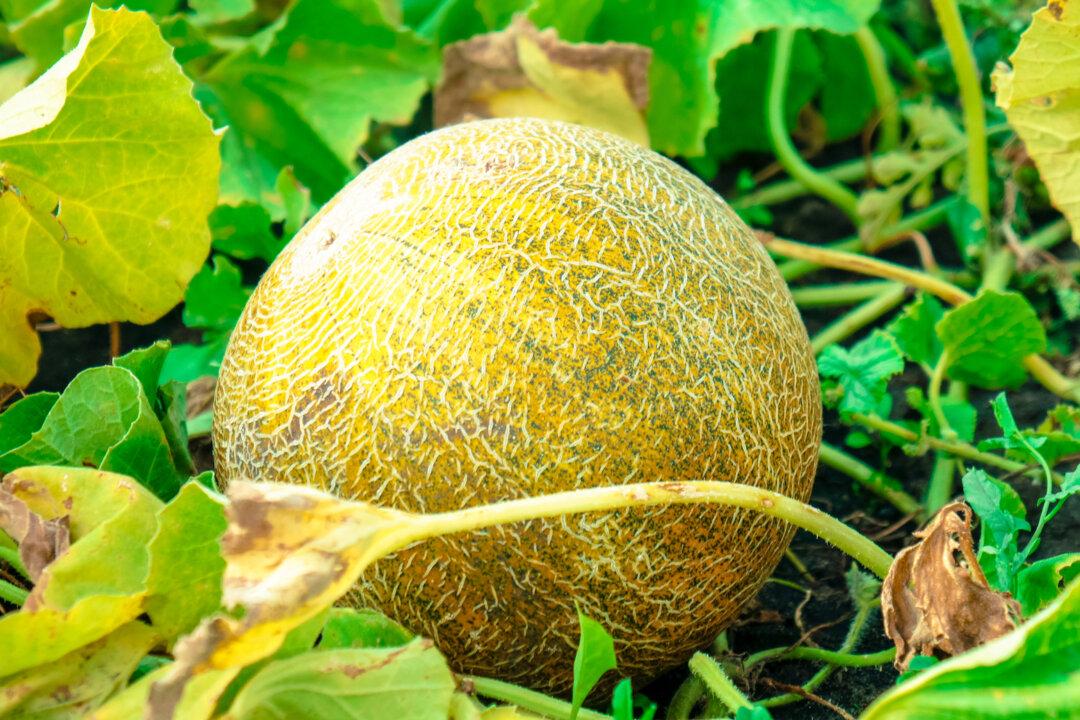 An Ancient Chinese Story: The Sun Melons