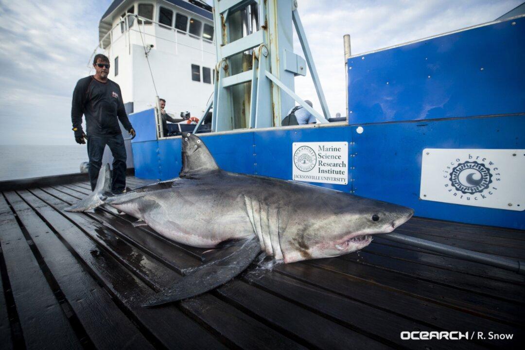 800-Pound Great White Shark ‘Pings’ 15 Miles Off Coast of Cape Cod