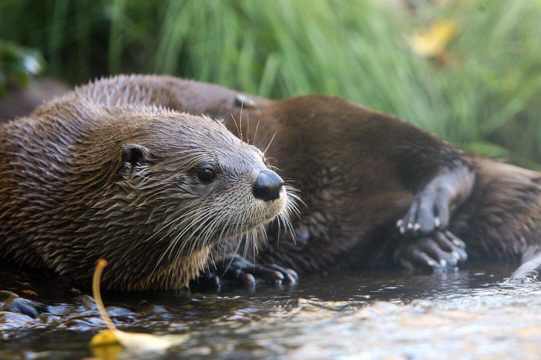 Beloved Otto the Otter Dies After Eating Human Food Tossed Into Enclosure by Visitor