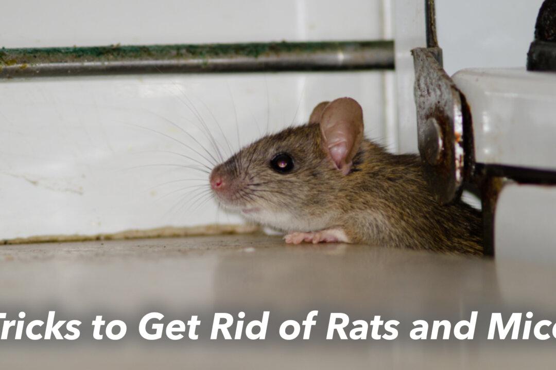 10 Cruelty-free Hacks to Drive Out Mice and Rats From Your Home