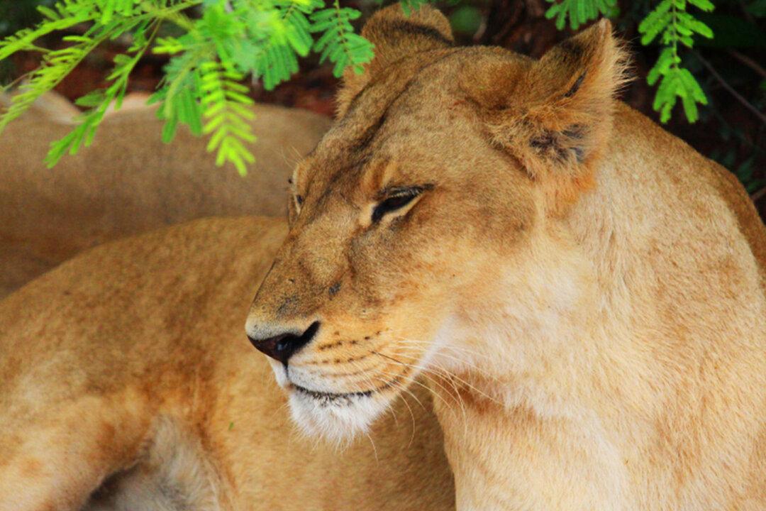 Lion-tiger ‘Liger’ Hybrid ‘Hercules’ Weighs 922lbs and Is the World’s Largest Cat, Guinness Says