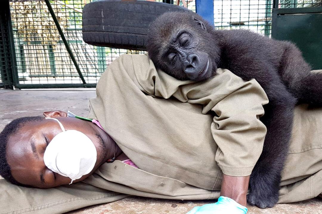 Orphaned Baby Gorilla Bonds With Human Carer After Being Rescued, and the Photos Are Adorable