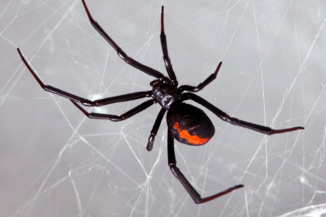 3 Boys Rushed to Hospital After Letting Black Widow Spider Bite Them to Become Like ‘Spider-Man’