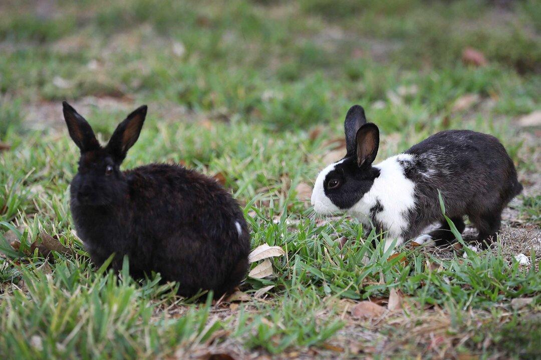 Some of You Rabbits Are Winning. Others Not