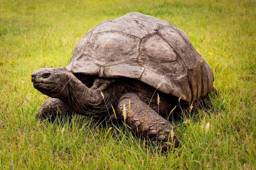Jonathan the Tortoise Celebrates 188th Birthday, Is Said to Be the Oldest Land Animal on Earth