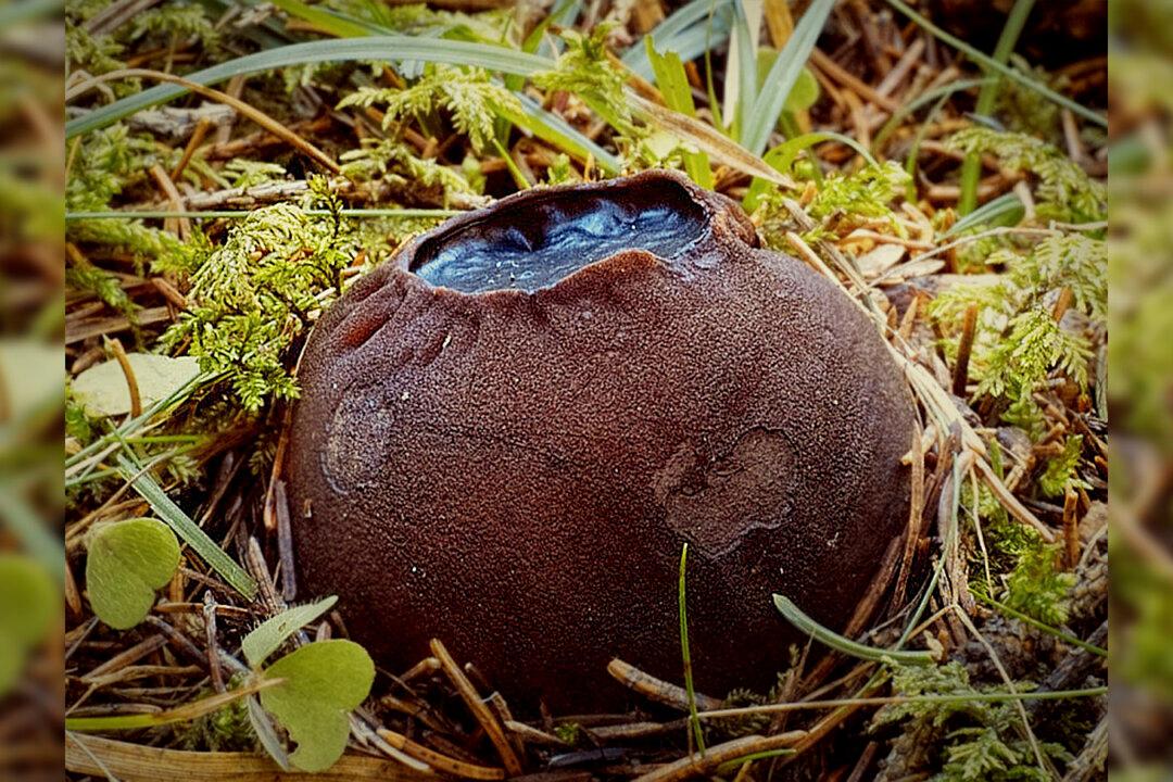 Spooky ‘Witches Cauldron’ Mushrooms Discovered in Forest in New Brunswick