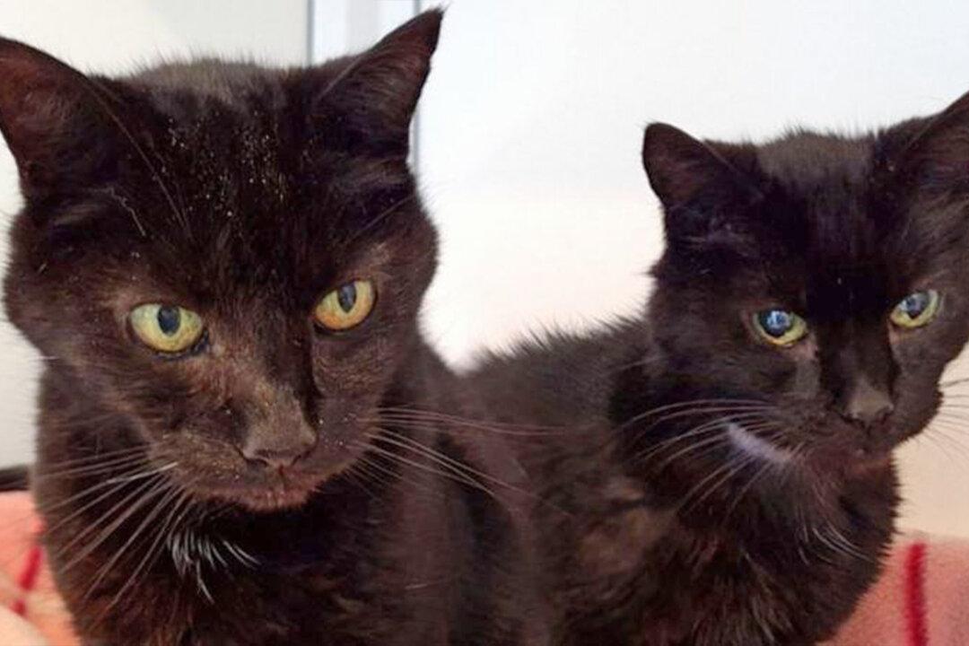 Britain’s Oldest Cat Brothers, 21, Find Home Together After Massive Social Media Campaign