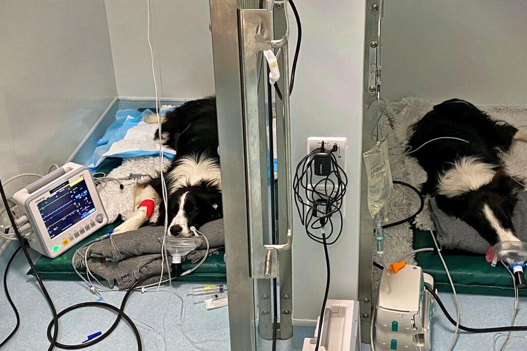 2 Border Collies Sent to ICU After Eating Moldy Waste Left on the Ground, Saved by Vets