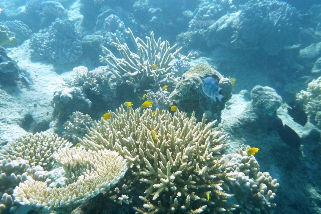 UNESCO Great Barrier Reef ‘In Danger’ Listing Unlikely