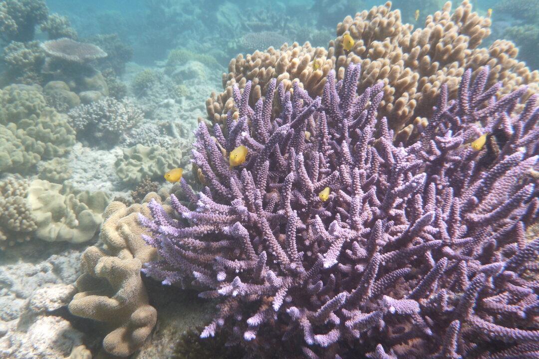 Experts Demand New Great Barrier Reef Plan to Deal With Climate Change