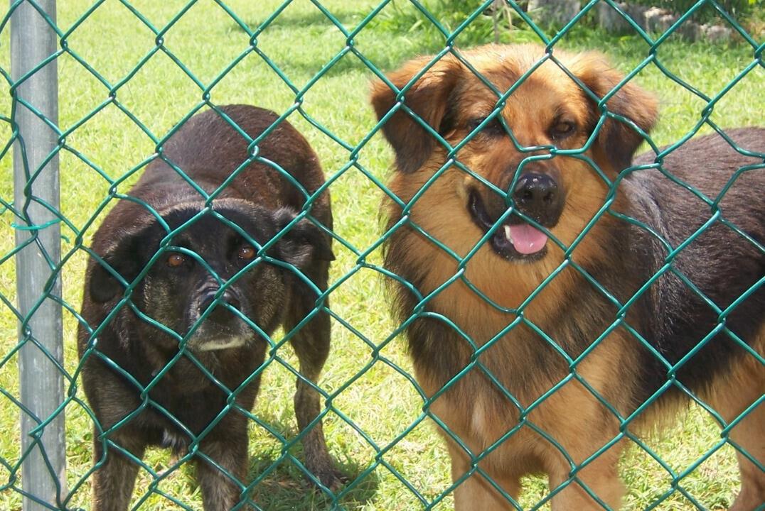 The Hounds of Antigua