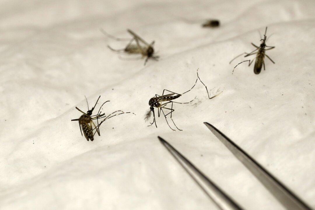 Mosquitoes Test Positive for Malaria After Locally-Acquired Cases in Florida and Texas