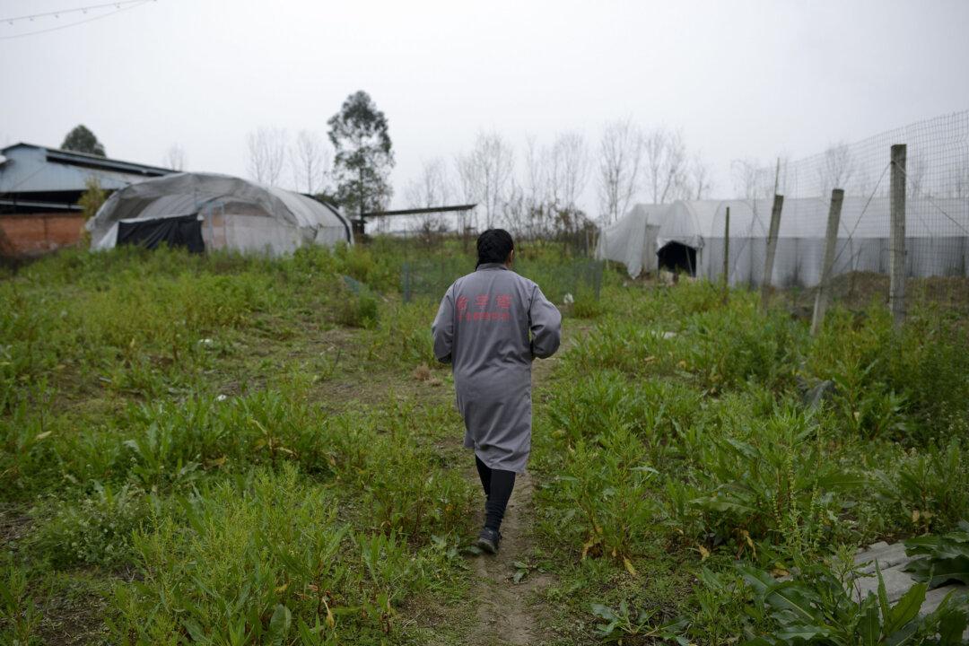 Chinese Regime Using Top International Social Media Star for Propaganda: Experts