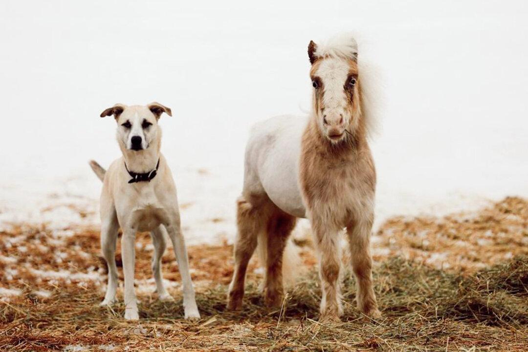 ‘It’s Really Special’: Rescued Mini Horse and Dog Share an Incredible Bond With Each Other