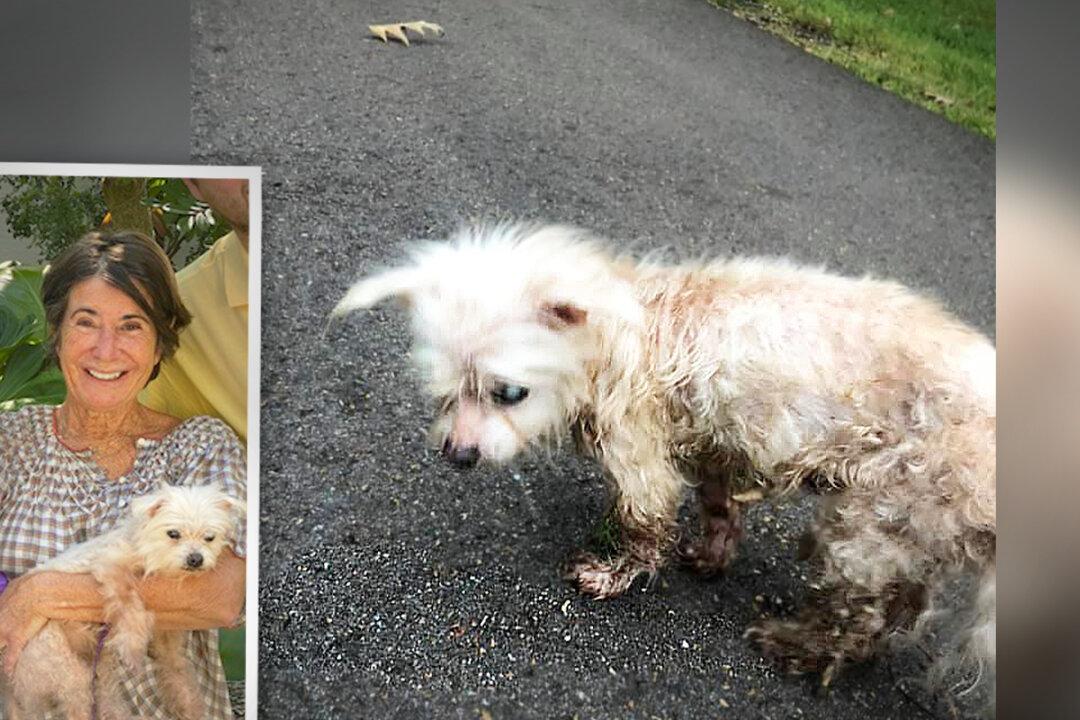 Florida Woman’s Dog Lost in 2014 Found 7 Years Later in Mississippi, Reunites With Owner