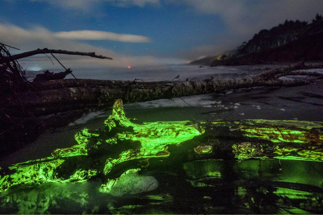Incredible Photos Show Bioluminescent Fungus Illuminating Driftwood During Lunar Eclipse