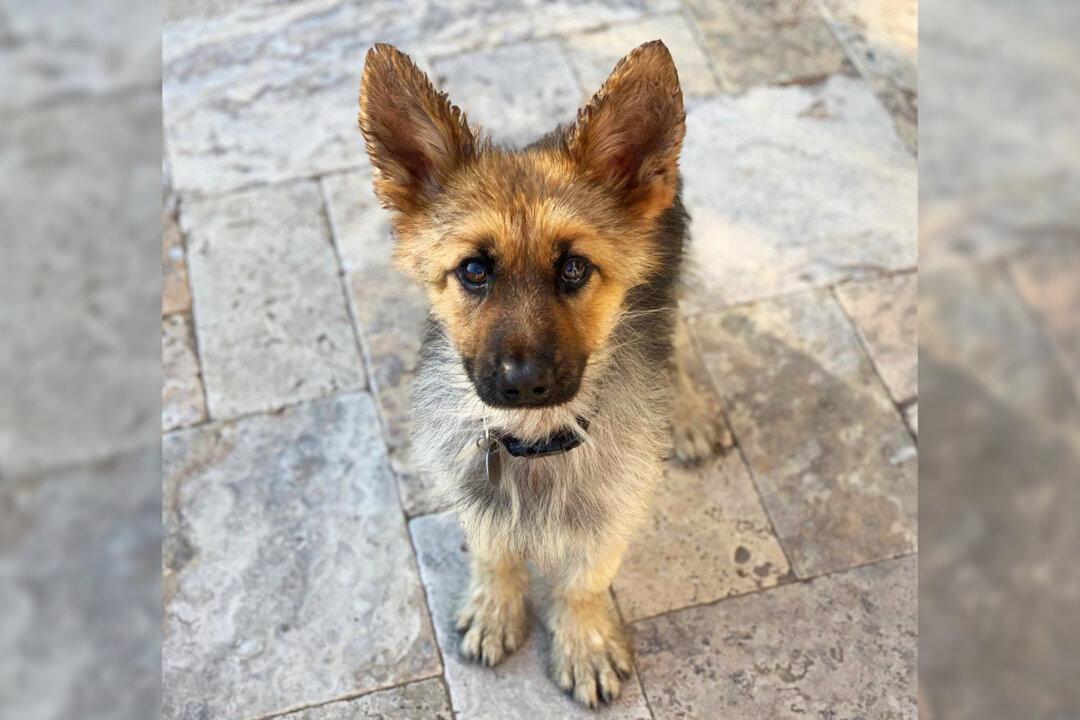 4-Year-Old German Shepherd With Rare Form of Dwarfism Will Look Like a Puppy His Whole Life