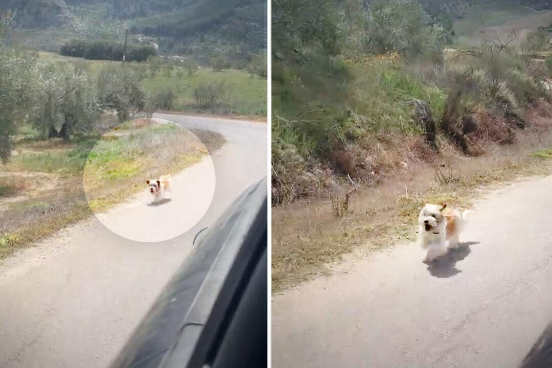 Homeless Dog Chases Traveling Couple’s Van in Countryside—So They Stop and Adopt Her Into Their Family