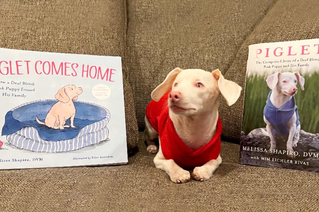 Piglet the ‘Deaf, Blind, Pink Puppy’ Is Inspiring Others With His Growth Mindset Program