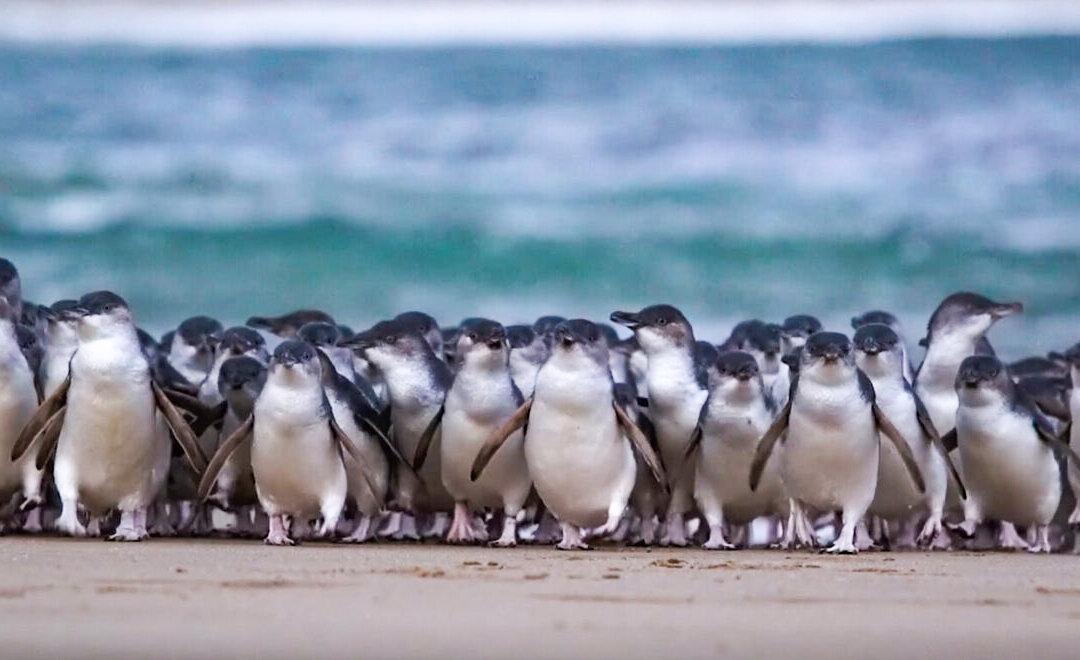 CSIRO to Release Foreign Fungi to Control Coastal Invasive Weed for Penguin Nests