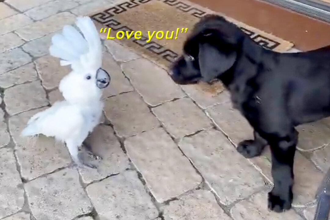 VIDEO: Parrot Falls in Love With Owner’s Puppy, Says ‘I Love You’ Every Chance She Gets