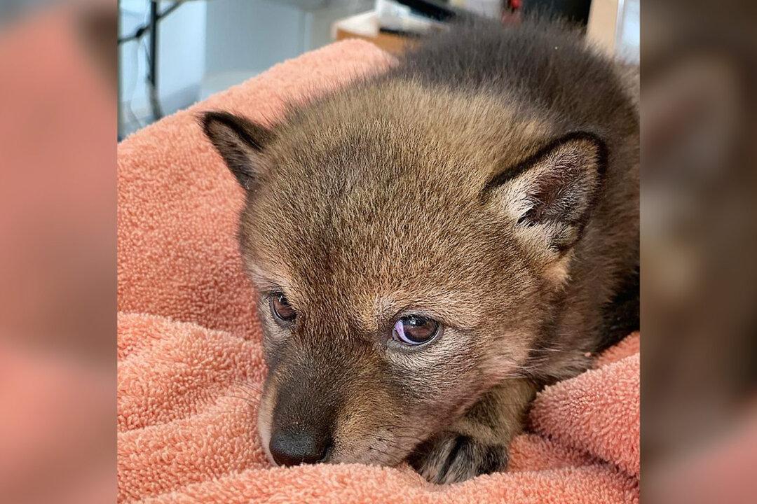 Bystander Saves Lost ‘Puppy’ on Side of the Road, Then Learns It’s Actually a Baby Coyote