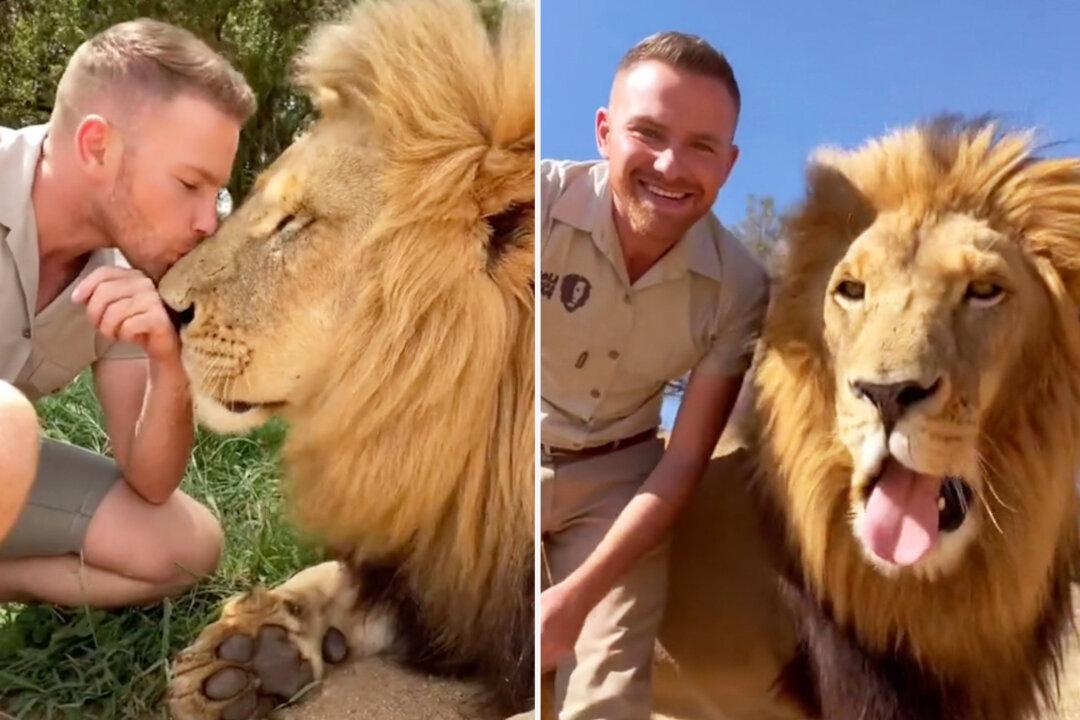 Man Becomes Best Friends With Lions and Cheetahs Following Mom’s Death From Cancer