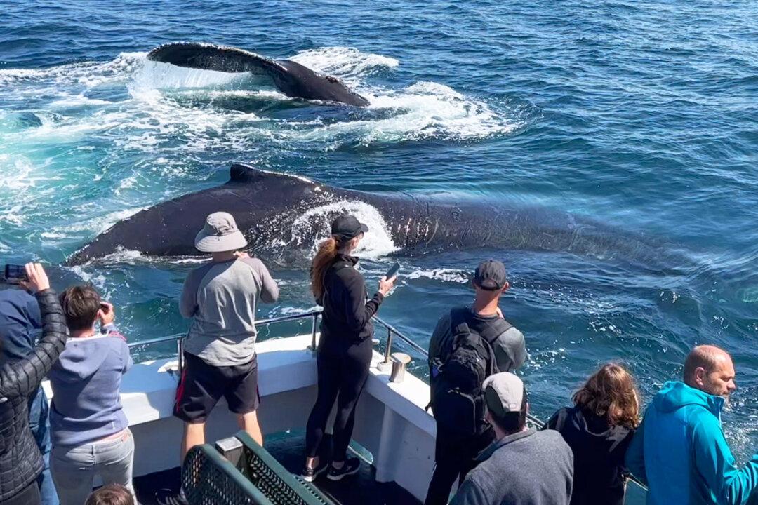 PHOTOS: 3 Curious Whales Come to Say Hello to Boaters—‘They Stayed for Half an Hour’
