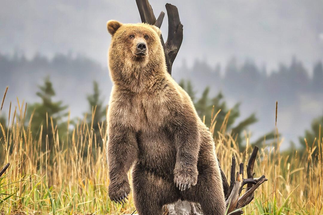 Photos: Big Brown Bear Enjoys Scratching Itchy Back Against Tree Marked by Siberian Tigers