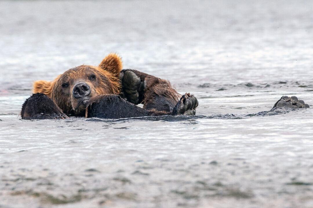PHOTOS: Sleepy Bear Chills Out Floating in Alaska Lake With Paws Behind His Head