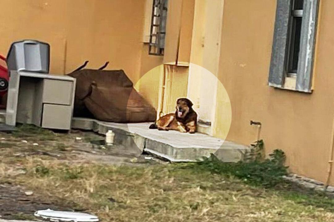 Abandoned Dog Stands Guard Outside Home for a Month After Family Leaves Him Behind