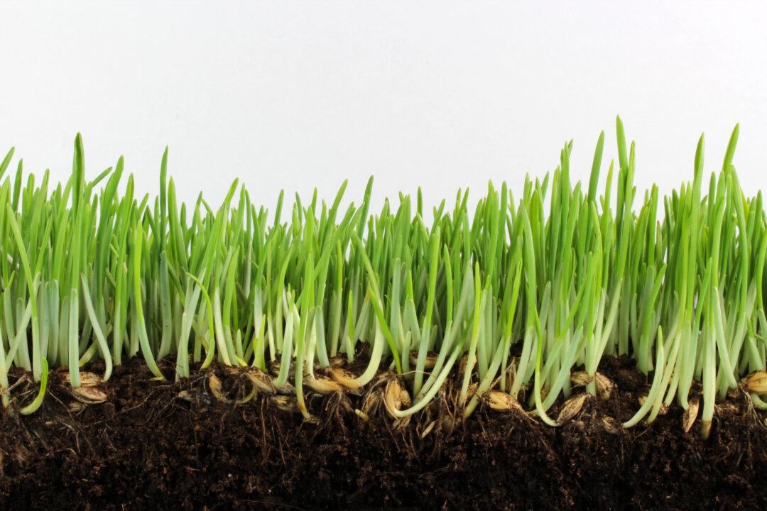 A Discussion About Sprouted Foods