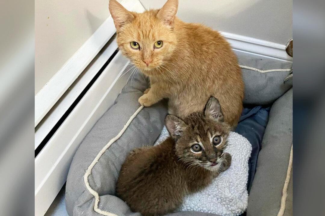 Sweet House Cat Steps In to Care For Bobkitten Who Was Abandoned by Her Mother