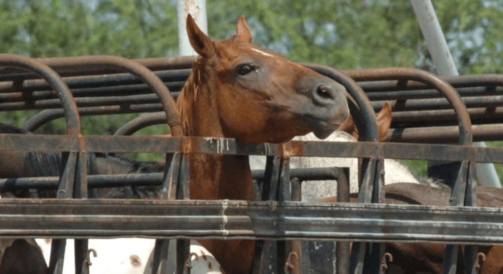 Veterinarians and Animal Rights Groups Ask Congress to End Cruel Export of Horses for Slaughter