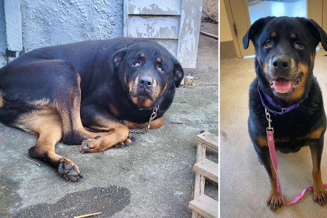 Police Find Abandoned Pup Chained Up in Freezing Cold for 3 Nights Over Christmas, Find Her Shelter