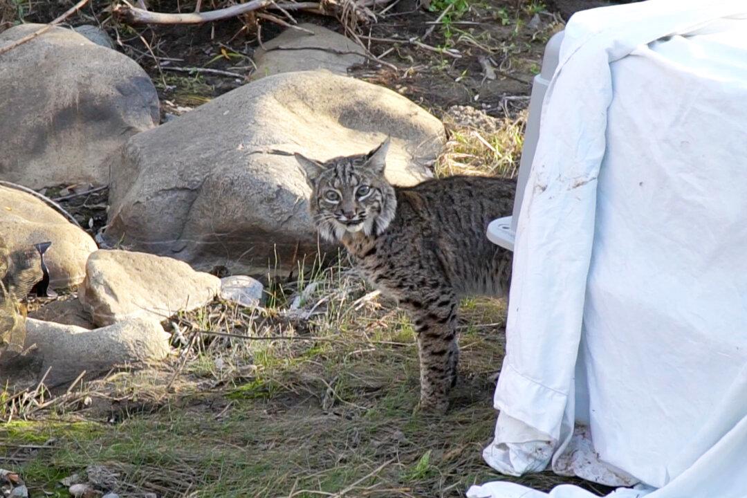 Bobcat Struck By Vehicle Returned To Wild After Care in San Diego