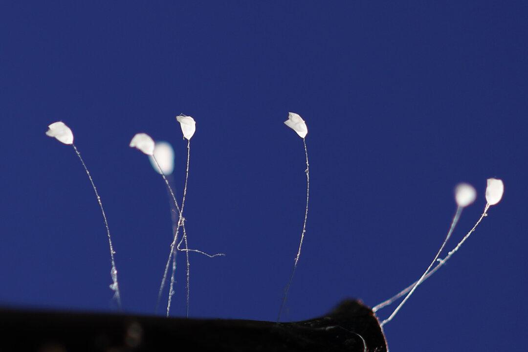 RARE PHOTOS: The Mystical Udumbara—‘Celestial Flowers’ or Insect Eggs?