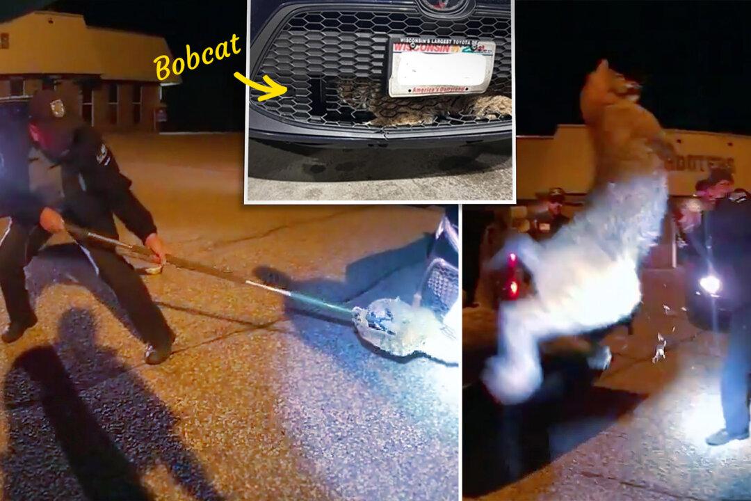 Bodycam Video Shows Bobcat Stuck in Car Grille, Deputies Responding in Shock: ‘This Is a First’