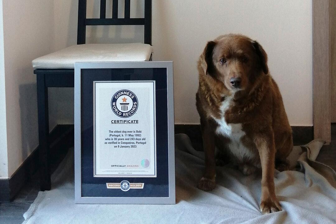 World’s Oldest Dog Celebrates 31st Birthday, According to Guinness World Records