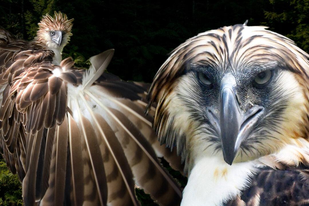 Rare ‘Monkey-Eating’ Philippine Eagle: One of the World’s Largest Birds With Blue-Gray Eyes and They Mate for Life