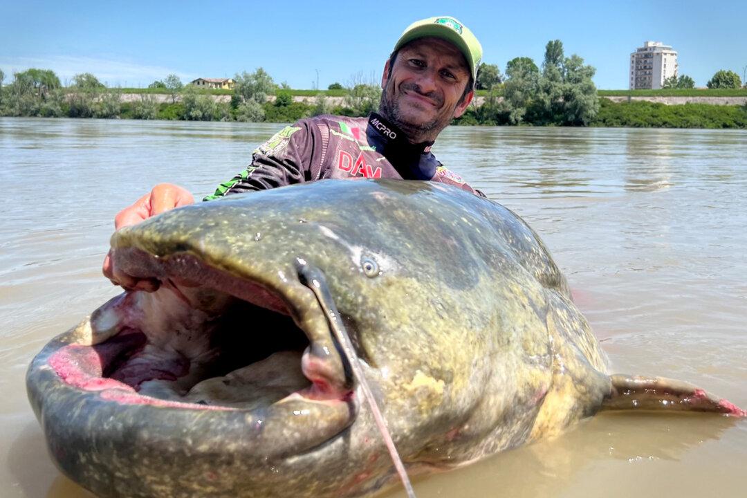 Italian Angler Feels ‘Tremendous’ Tug on Line, Reels In Record Catfish Over 9 Feet Long From River Po