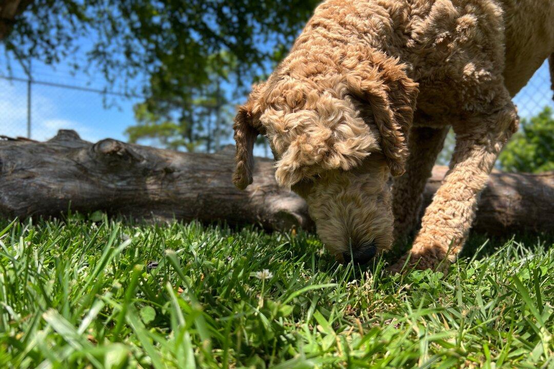 Canine Bladder Cancer Associated With Herbicides and Insecticides