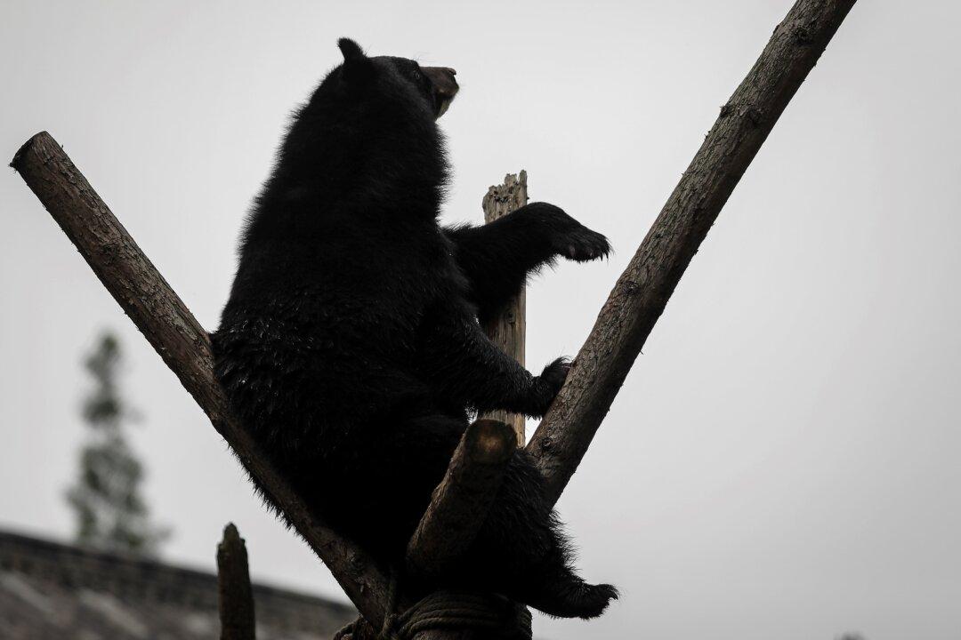 Bear Attacks 7-Year-Old Boy in His Suburban New York Backyard
