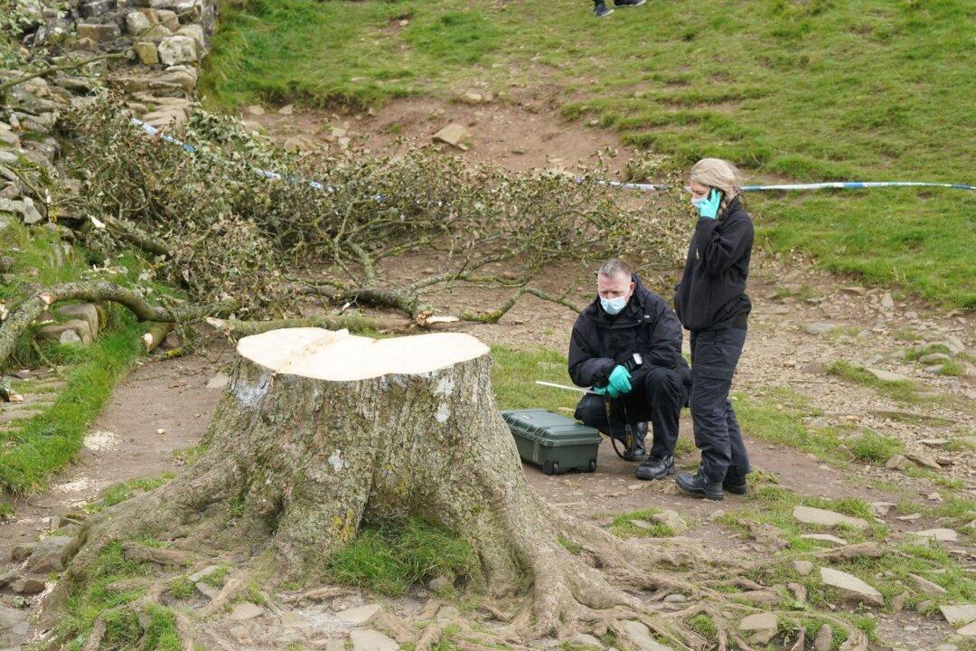 2nd Arrest in UK Over Felling of Much-Loved Tree Near Hadrian’s Wall