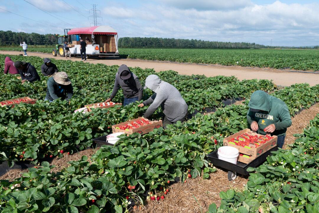 Employers Fined Record $1.54M in 2022 for Breaching Migrant Labour Rules