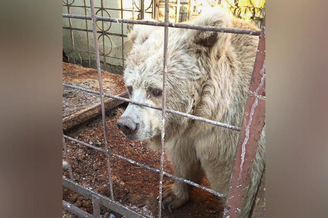 Elderly Circus Bear Who Lived in a Tiny Cage for 20 Years is Rescued, Now Experiences Joy in a Sanctuary